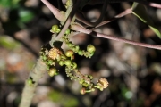 <strong>Euphorbiaceae - Cordemoya integrifolia - (Willd.) Pax</strong><br />© Sarrailh Jean-Michel / CIRAD