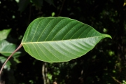 <strong>Euphorbiaceae - Cordemoya integrifolia - (Willd.) Pax</strong><br />© Sarrailh Jean-Michel / CIRAD