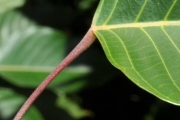 <strong>Euphorbiaceae - Cordemoya integrifolia - (Willd.) Pax</strong><br />© Sarrailh Jean-Michel / CIRAD