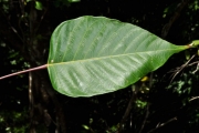 <strong>Euphorbiaceae - Cordemoya integrifolia - (Willd.) Pax</strong><br />© Sarrailh Jean-Michel / CIRAD