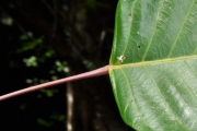 <strong>Euphorbiaceae - Cordemoya integrifolia - (Willd.) Pax</strong><br />© Sarrailh Jean-Michel / CIRAD