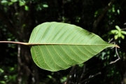 <strong>Euphorbiaceae - Cordemoya integrifolia - (Willd.) Pax</strong><br />© Sarrailh Jean-Michel / CIRAD