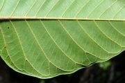 <strong>Euphorbiaceae - Cordemoya integrifolia - (Willd.) Pax</strong><br />© Sarrailh Jean-Michel / CIRAD