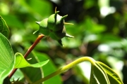 <strong>Euphorbiaceae - Cordemoya integrifolia - (Willd.) Pax</strong><br />© Sarrailh Jean-Michel / CIRAD