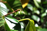 <strong>Euphorbiaceae - Cordemoya integrifolia - (Willd.) Pax</strong><br />© Sarrailh Jean-Michel / CIRAD