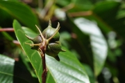 <strong>Euphorbiaceae - Cordemoya integrifolia - (Willd.) Pax</strong><br />© Sarrailh Jean-Michel / CIRAD