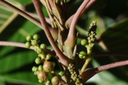 <strong>Euphorbiaceae - Cordemoya integrifolia - (Willd.) Pax</strong><br />© 