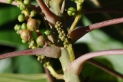 <strong>Euphorbiaceae - Cordemoya integrifolia - (Willd.) Pax</strong><br />© Sarrailh Jean-Michel / CIRAD