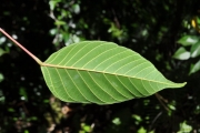 <strong>Euphorbiaceae - Cordemoya integrifolia - (Willd.) Pax</strong><br />© Sarrailh Jean-Michel / CIRAD