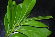 <strong>Oleaceae - Chionanthus broomeana - (Horne ex Oliv.) A.J.Scott</strong><br />© Sarrailh Jean-Michel / CIRAD