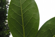 <strong>Oleaceae - Chionanthus broomeana - (Horne ex Oliv.) A.J.Scott</strong><br />© Sarrailh Jean-Michel / CIRAD