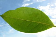 <strong>Oleaceae - Chionanthus broomeana - (Horne ex Oliv.) A.J.Scott</strong><br />© Sarrailh Jean-Michel / CIRAD