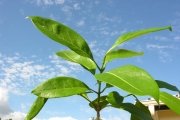<strong>Oleaceae - Chionanthus broomeana - (Horne ex Oliv.) A.J.Scott</strong><br />© Sarrailh Jean-Michel / CIRAD