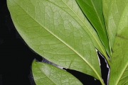 <strong>Oleaceae - Chionanthus broomeana - (Horne ex Oliv.) A.J.Scott</strong><br />© Sarrailh Jean-Michel / CIRAD