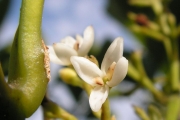 <strong>Oleaceae - Chionanthus broomeana - (Horne ex Oliv.) A.J.Scott</strong><br />© Métro Patrick