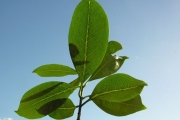 <strong>Oleaceae - Chionanthus broomeana - (Horne ex Oliv.) A.J.Scott</strong><br />© Sarrailh Jean-Michel / CIRAD