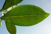 <strong>Oleaceae - Chionanthus broomeana - (Horne ex Oliv.) A.J.Scott</strong><br />© Sarrailh Jean-Michel / CIRAD