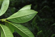 <strong>Oleaceae - Chionanthus broomeana - (Horne ex Oliv.) A.J.Scott</strong><br />© Sarrailh Jean-Michel / CIRAD