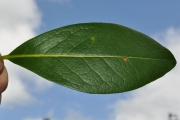 <strong>Oleaceae - Chionanthus broomeana - (Horne ex Oliv.) A.J.Scott</strong><br />© Sarrailh Jean-Michel / CIRAD