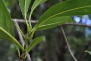 <strong>Oleaceae - Chionanthus broomeana - (Horne ex Oliv.) A.J.Scott</strong><br />© Sarrailh Jean-Michel / CIRAD