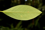 <strong>Oleaceae - Chionanthus broomeana - (Horne ex Oliv.) A.J.Scott</strong><br />© Sarrailh Jean-Michel / CIRAD