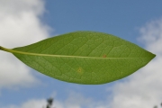 <strong>Oleaceae - Chionanthus broomeana - (Horne ex Oliv.) A.J.Scott</strong><br />© Sarrailh Jean-Michel / CIRAD