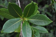<strong>Oleaceae - Chionanthus broomeana - (Horne ex Oliv.) A.J.Scott</strong><br />© Sarrailh Jean-Michel / CIRAD