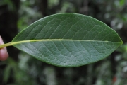 <strong>Oleaceae - Chionanthus broomeana - (Horne ex Oliv.) A.J.Scott</strong><br />© Sarrailh Jean-Michel / CIRAD