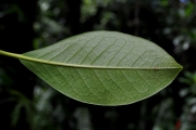 <strong>Oleaceae - Chionanthus broomeana - (Horne ex Oliv.) A.J.Scott</strong><br />© Sarrailh Jean-Michel / CIRAD