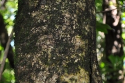 <strong>Oleaceae - Chionanthus broomeana - (Horne ex Oliv.) A.J.Scott</strong><br />© Sarrailh Jean-Michel / CIRAD