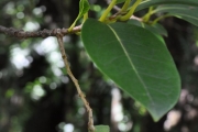 <strong>Oleaceae - Chionanthus broomeana - (Horne ex Oliv.) A.J.Scott</strong><br />© Sarrailh Jean-Michel / CIRAD