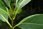 <strong>Oleaceae - Chionanthus broomeana - (Horne ex Oliv.) A.J.Scott</strong><br />© Sarrailh Jean-Michel / CIRAD