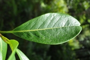 <strong>Oleaceae - Chionanthus broomeana - (Horne ex Oliv.) A.J.Scott</strong><br />© Sarrailh Jean-Michel / CIRAD