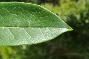 <strong>Oleaceae - Chionanthus broomeana - (Horne ex Oliv.) A.J.Scott</strong><br />© Sarrailh Jean-Michel / CIRAD