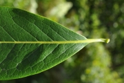 <strong>Oleaceae - Chionanthus broomeana - (Horne ex Oliv.) A.J.Scott</strong><br />© Sarrailh Jean-Michel / CIRAD