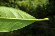 <strong>Oleaceae - Chionanthus broomeana - (Horne ex Oliv.) A.J.Scott</strong><br />© Sarrailh Jean-Michel / CIRAD