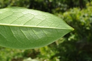<strong>Oleaceae - Chionanthus broomeana - (Horne ex Oliv.) A.J.Scott</strong><br />© Sarrailh Jean-Michel / CIRAD