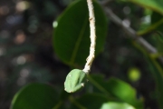 <strong>Oleaceae - Chionanthus broomeana - (Horne ex Oliv.) A.J.Scott</strong><br />© Sarrailh Jean-Michel / CIRAD