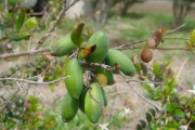 <strong>Apocynaceae - Carissa spinarum - L.</strong><br />© Sarrailh Jean-Michel / CIRAD