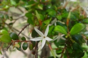<strong>Apocynaceae - Carissa spinarum - L.</strong><br />© Sarrailh Jean-Michel / CIRAD