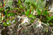 <strong>Apocynaceae - Carissa spinarum - L.</strong><br />© Sarrailh Jean-Michel / CIRAD
