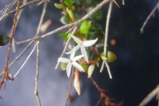<strong>Apocynaceae - Carissa spinarum - L.</strong><br />© Sarrailh Jean-Michel / CIRAD