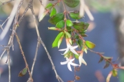 <strong>Apocynaceae - Carissa spinarum - L.</strong><br />© Sarrailh Jean-Michel / CIRAD