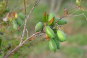 <strong>Apocynaceae - Carissa spinarum - L.</strong><br />© Sarrailh Jean-Michel / CIRAD