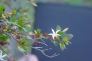 <strong>Apocynaceae - Carissa spinarum - L.</strong><br />© Sarrailh Jean-Michel / CIRAD