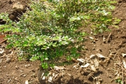 <strong>Apocynaceae - Carissa spinarum - L.</strong><br />© Sarrailh Jean-Michel / CIRAD