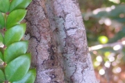 <strong>Apocynaceae - Carissa spinarum - L.</strong><br />© Sarrailh Jean-Michel / CIRAD