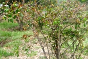 <strong>Apocynaceae - Carissa spinarum - L.</strong><br />© Sarrailh Jean-Michel / CIRAD