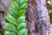 <strong>Apocynaceae - Carissa spinarum - L.</strong><br />© Sarrailh Jean-Michel / CIRAD