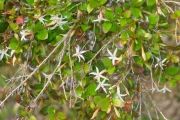 <strong>Apocynaceae - Carissa spinarum - L.</strong><br />© Sarrailh Jean-Michel / CIRAD